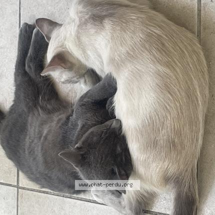 Photo 1/1 Ruby Chat perdu à Montpellier