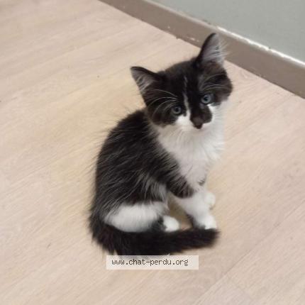 Photo de chat perdu à Pontault Combault