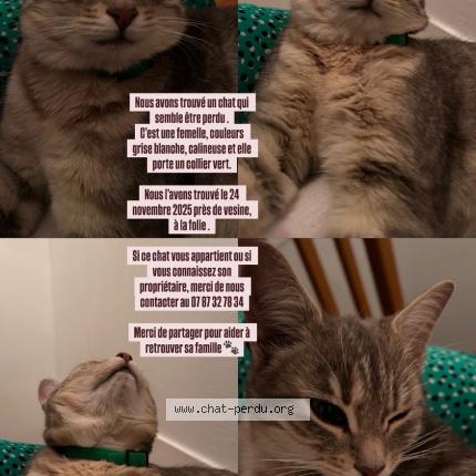 Photo de chat trouvé à Chalette Sur Loing