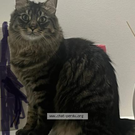 Photo de chat perdu à Neuilly Plaisance
