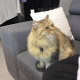 Photo de chat perdu à Saint Meen Le Grand