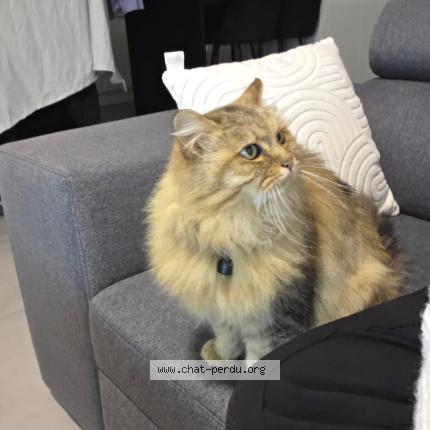 Photo 1/1 Vanille Chat perdu à Saint meen le grand