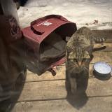 Photo de chat trouvé à Montreal