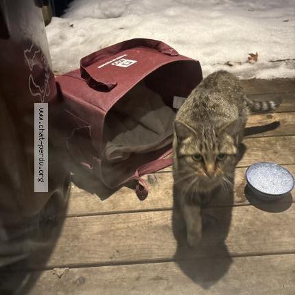 Photo 1/2 Chat trouvé Trouvé à Montreal