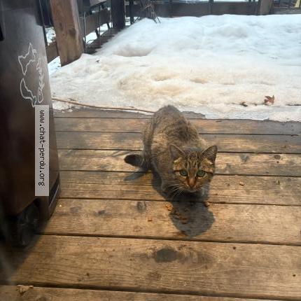 Photo 2/2 Chat trouvé Trouvé à Montreal