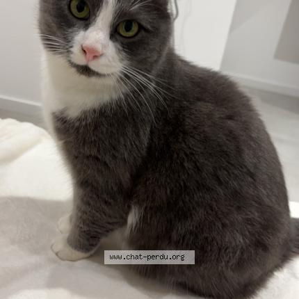 Photo 1/1 Taïko Chat perdu à Bois guillaume