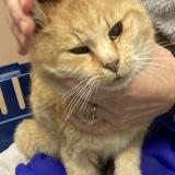 Photo de chat trouvé à Grandvaux