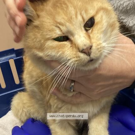 Photo 1/1 Chat trouvé Trouvé à Grandvaux