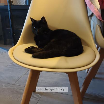 Photo 1/1 Onyx Chat perdu à Tours