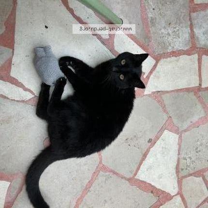 Photo 1/1 Chat retrouvé Perdu à Bordeaux