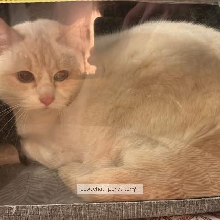 Photo de chat trouvé à Villeurbanne