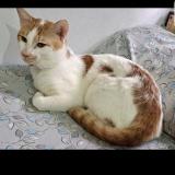 Photo de chat perdu à Hyderabad