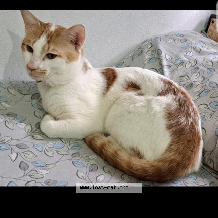 Photo 1/1 SHERU Chat perdu à Hyderabad