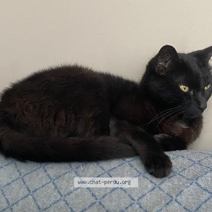 Photo de chat perdu à La Tour Du Pin
