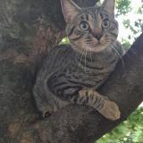 Photo de chat perdu à Paris