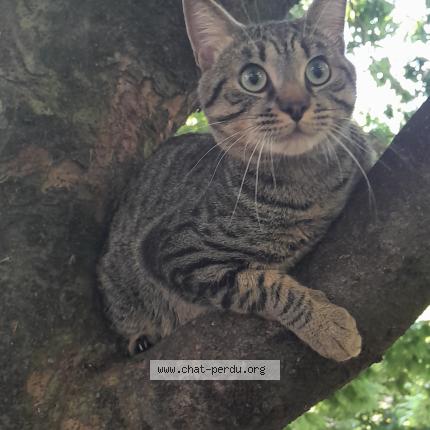 Photo 1/1 Tigrou Chat perdu à Paris