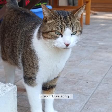 Photo 1/1 Sharko Chat perdu à Vaumas