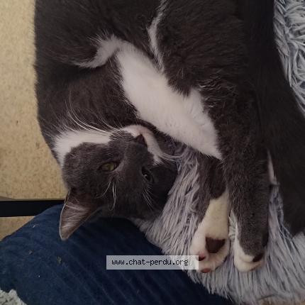 Photo de chat perdu à Melle