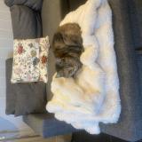 Photo de chat trouvé à Le Taillan Medoc