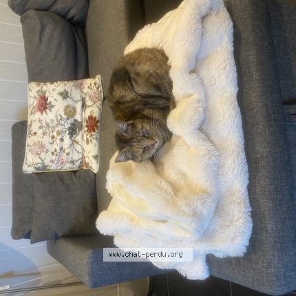 Photo 1/1 Chat trouvé Trouvé à Le taillan medoc