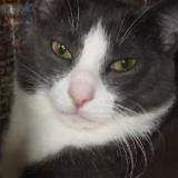 Photo de chat perdu à Thomasville