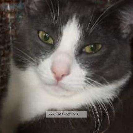 Photo 1/1 Smoke Chat perdu à Thomasville