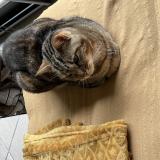 Photo de chat perdu à Grigny