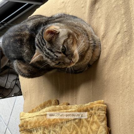 Photo 1/1 MAo Chat perdu à Grigny