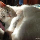 Photo de chat perdu à Gennes Val De Loire