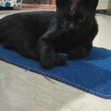 Photo de chat perdu à New Delhi