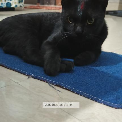 Photo 1/1 Kitchu Chat perdu à New delhi