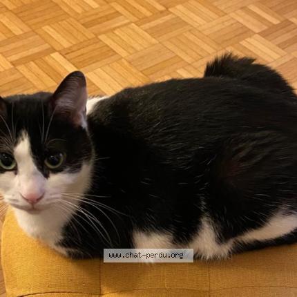 Photo de chat perdu à Orsay