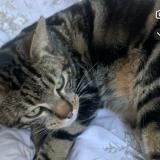 Photo de chat perdu à La Tour De Salvagny