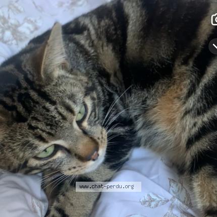 Photo 1/1 Mimi Chat perdu à La tour de salvagny