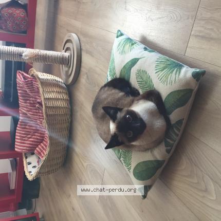 Photo 1/1 Uguette Chat perdu à Plescop