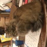 Photo de chat perdu à Lusses