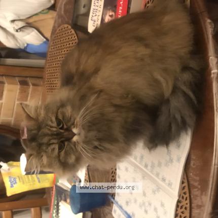 Photo 1/1 Chat retrouvé Perdu à Lusses