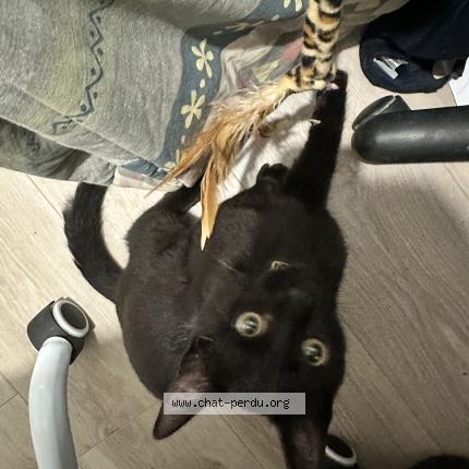 Photo 1/1 Chat retrouvé Trouvé à Toulouse Saint Martin Du Touch