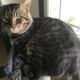 Photo de chat perdu à Les Attaques