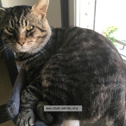 Photo 1/1 Booba Chat perdu à Les attaques