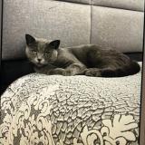 Photo de chat perdu à Bruxelles