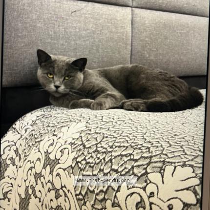 Photo 1/1 Lia Chat perdu à Bruxelles