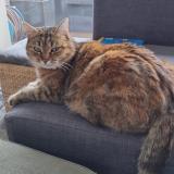 Photo de chat perdu à Auterive