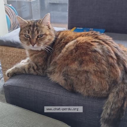 Photo 1/1 Minette Chat perdu à Auterive