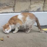 Photo de chat trouvé à Saint Ouen L Aumone