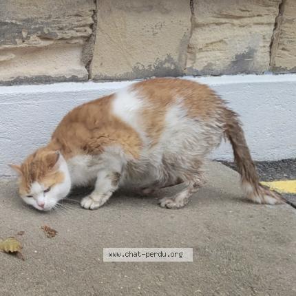 Photo 1/1 Chat trouvé Trouvé à Saint ouen l aumone