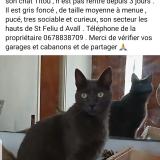 Photo de chat perdu à Sant Feliu D Avall