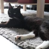 Photo de chat perdu à Malonne