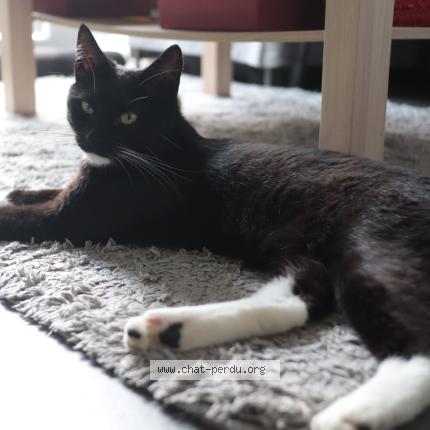 Photo 1/1 Schnoubi Chat perdu à Malonne