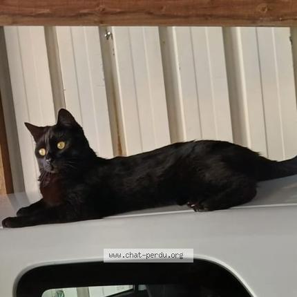 Photo de chat perdu à Bavilliers